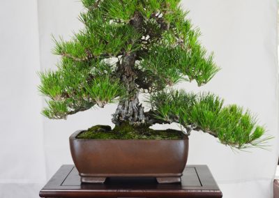 June Nguy  |  Japanese Black Pine
