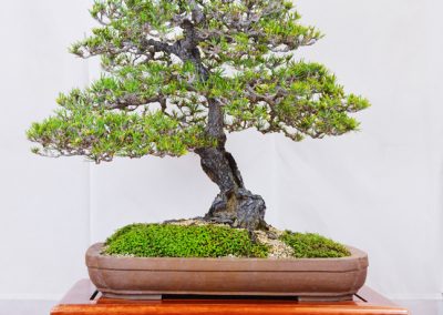 Kei Ikari  |  Japanese Black Pine