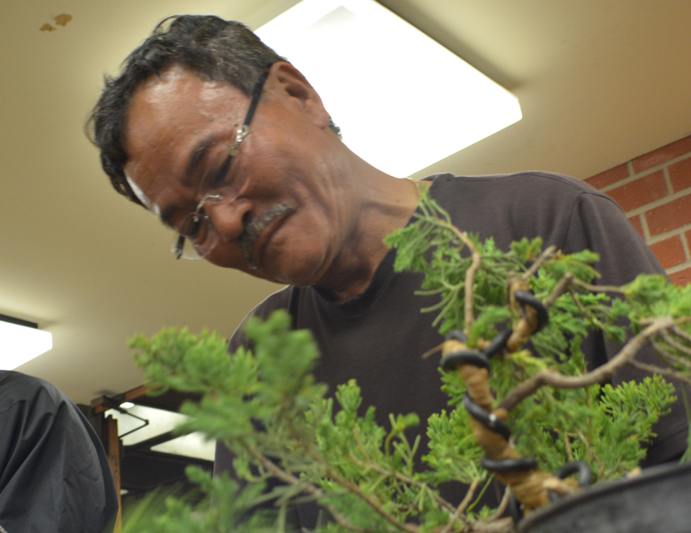 South Coast Bonsai Society Workshop with David Nguy – August 26
